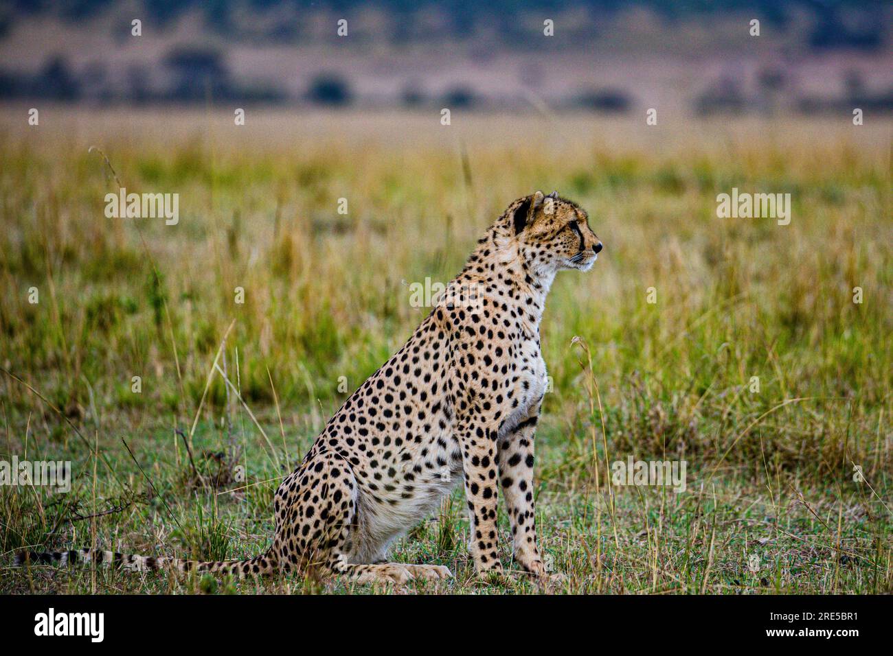 La riserva nazionale di Maasai Mara è un'area di savana preservata nel Kenya sudoccidentale, lungo il confine con la Tanzania. Tra i suoi animali vi sono i leoni, Foto Stock