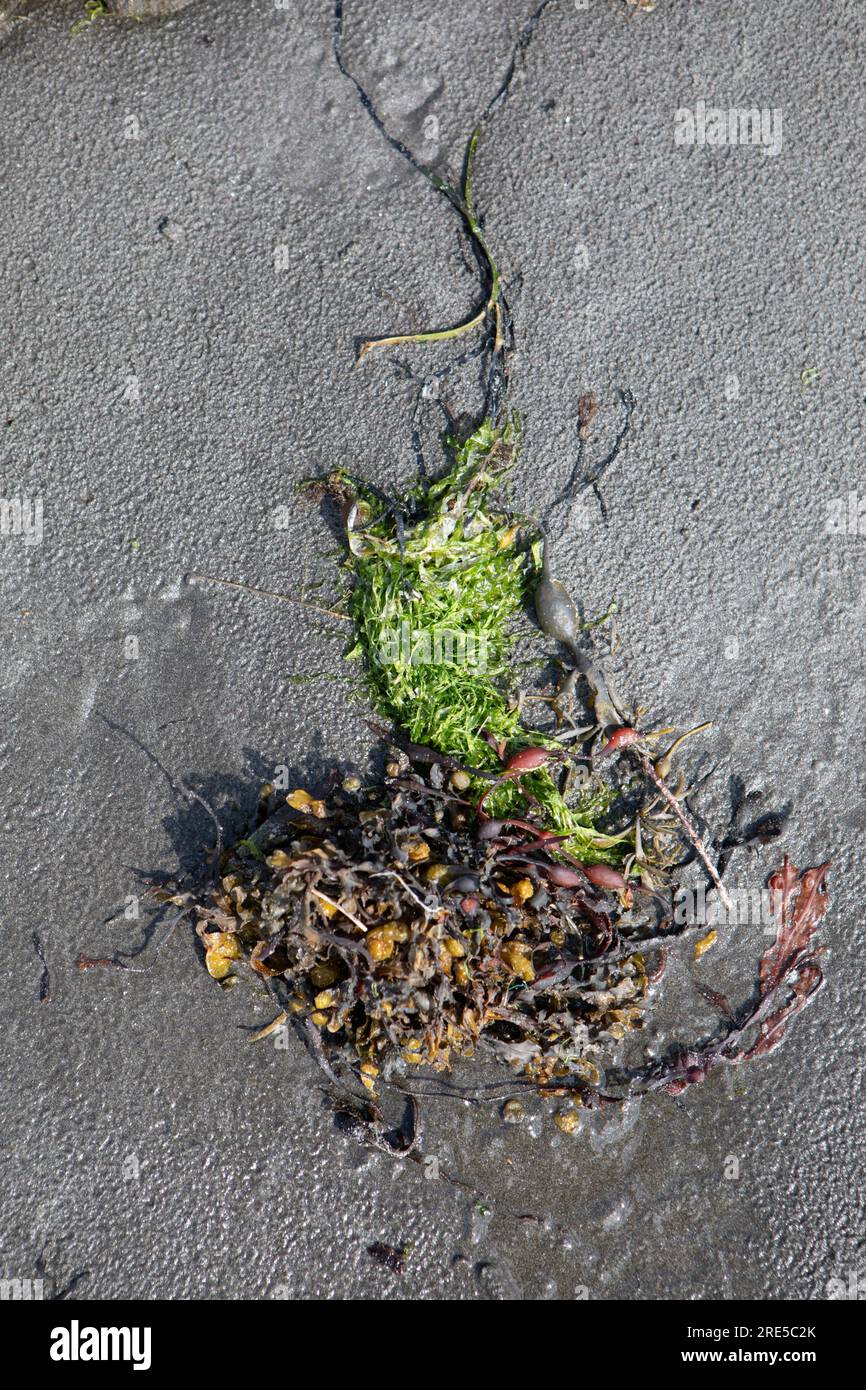 Vescica Wrack Seaweed (Fucus vesiculosus) su sabbia nera, Isola di Mull, Scozia Foto Stock