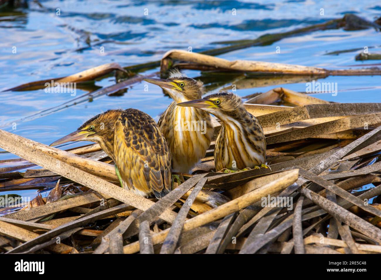 I pulcini di piccolo amaro nidificano in piedi nel nido Foto Stock