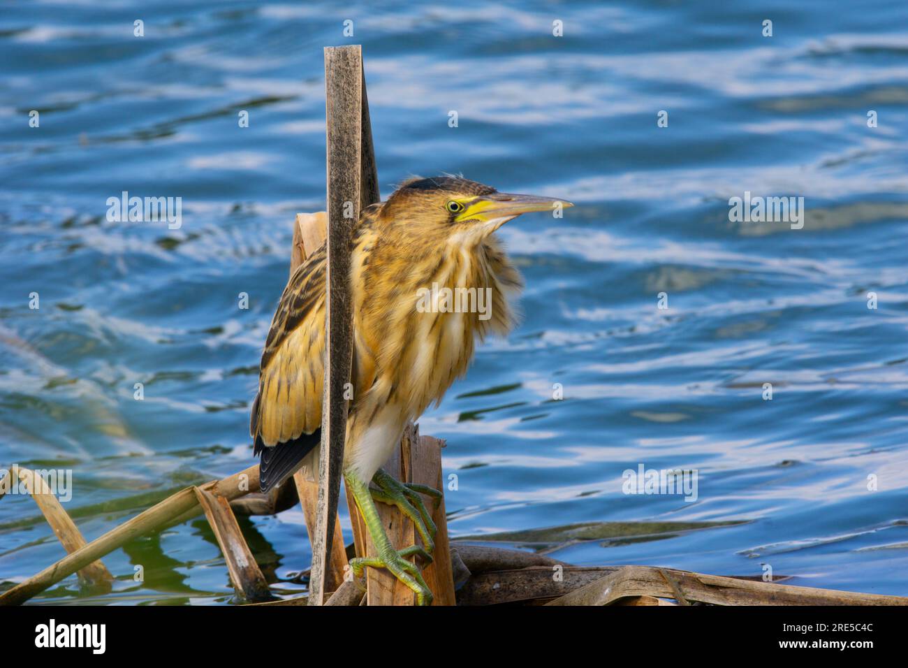 Piccolo Bittern Nesting Foto Stock