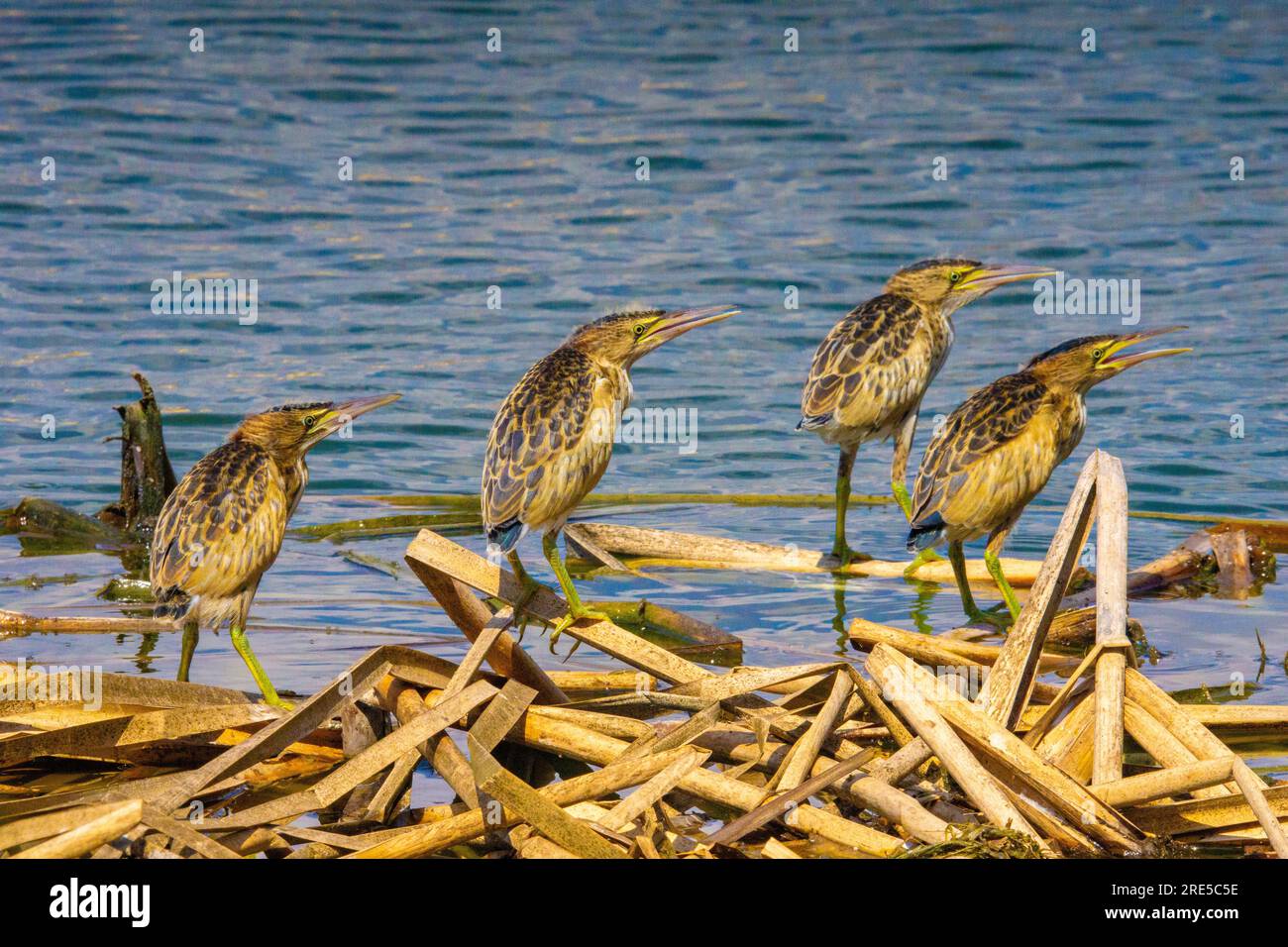 I pulcini di piccolo amaro nidificano in piedi nel nido Foto Stock