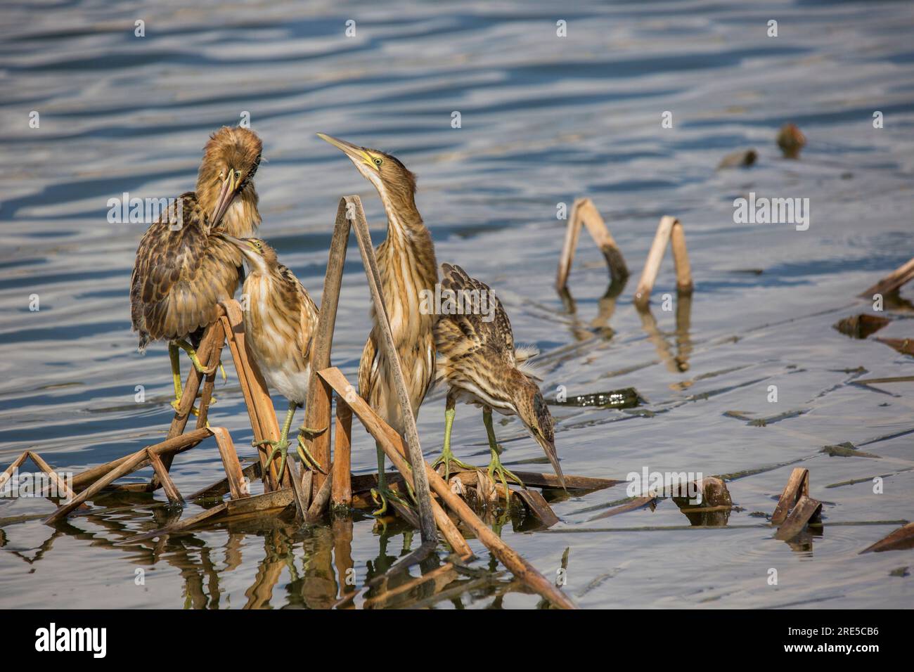 I pulcini di piccolo amaro nidificano in piedi nel nido Foto Stock