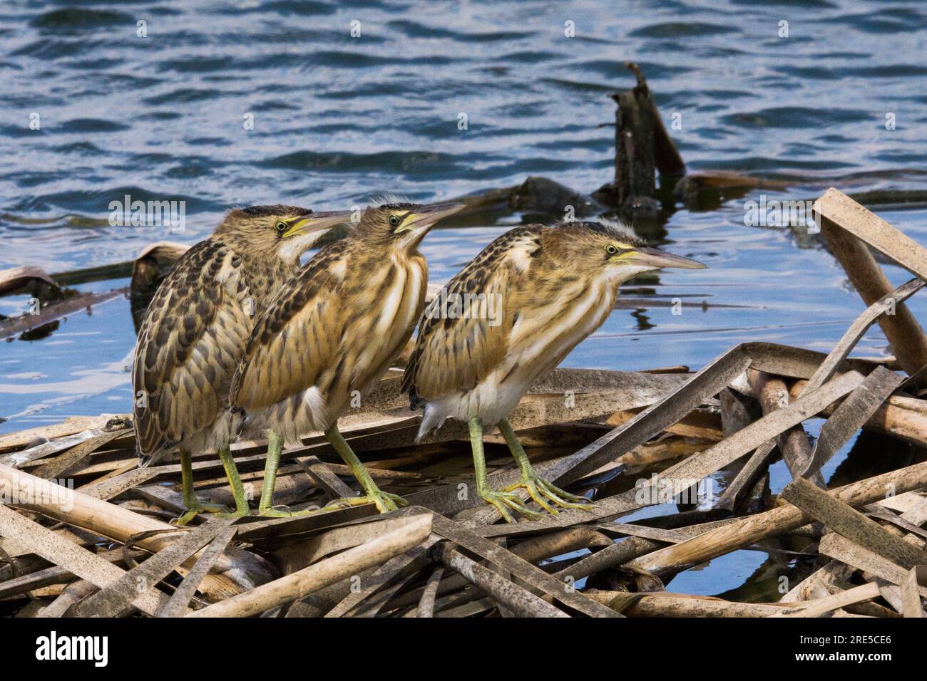 I pulcini di piccolo amaro nidificano in piedi nel nido Foto Stock