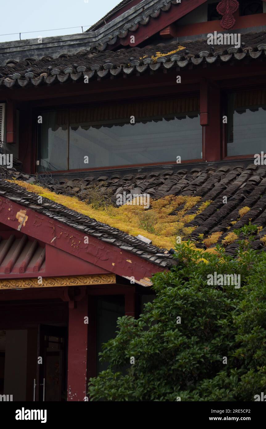 Primo piano del muschio giallo e dell'edificio storico in Cina Foto Stock