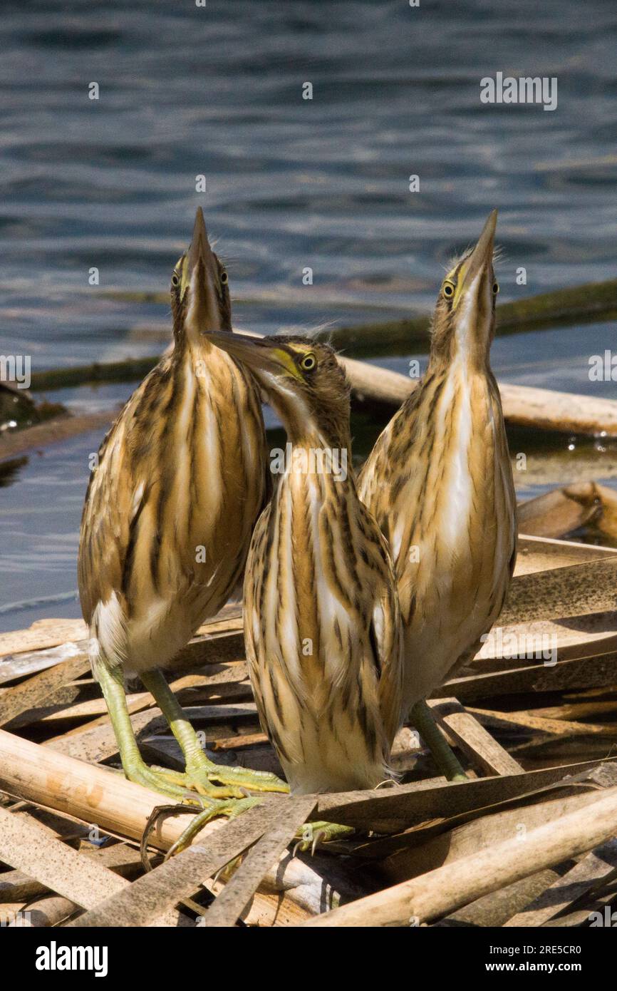 I pulcini di piccolo amaro nidificano in piedi nel nido Foto Stock