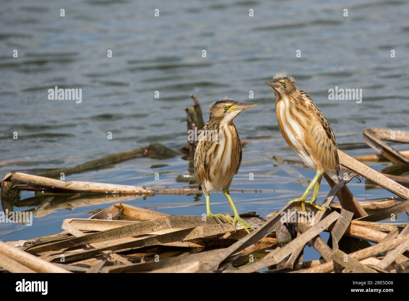 I pulcini di piccolo amaro nidificano in piedi nel nido Foto Stock