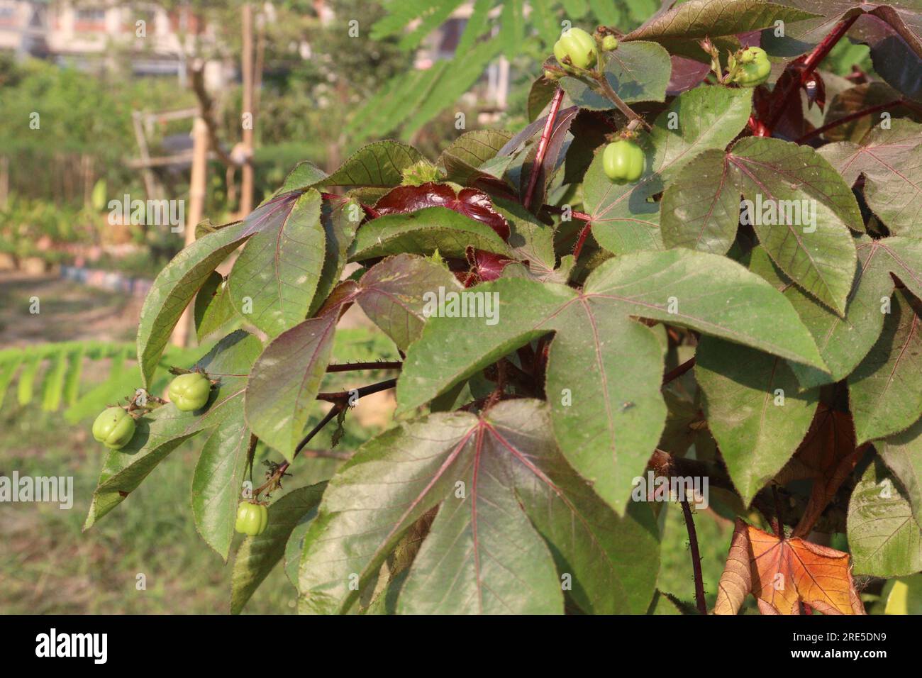 Jatropha gossypiifolia foglie piante in fattoria per la raccolta sono colture da reddito Foto Stock