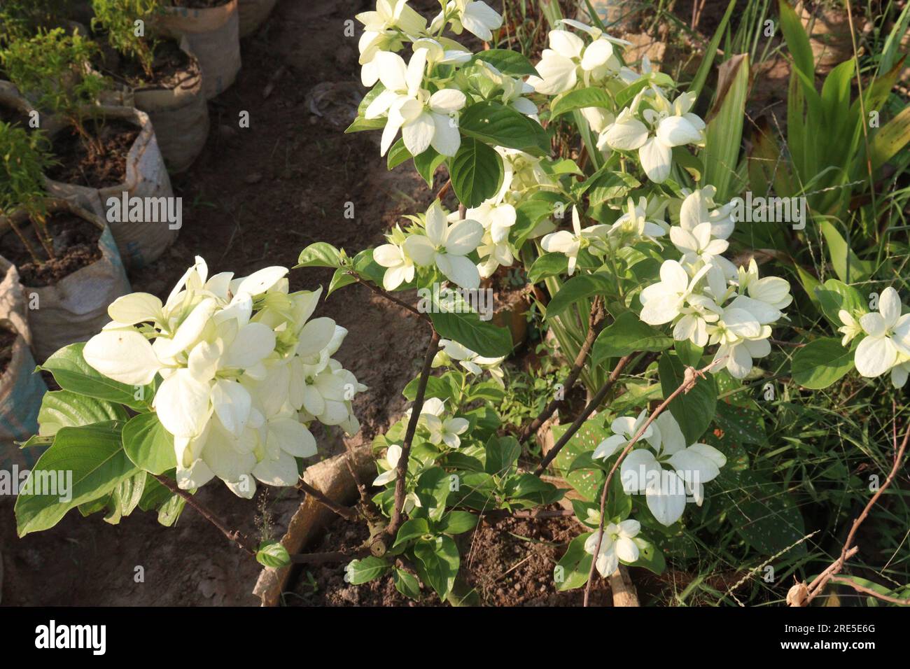 La pianta di fiori di noce di Malabar in azienda agricola per la raccolta sono colture da contante Foto Stock