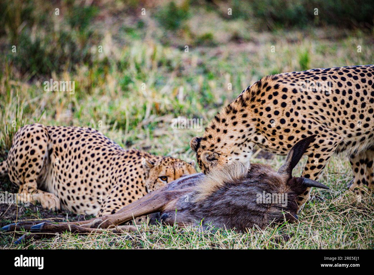 La riserva nazionale di Maasai Mara è un'area di savana preservata nel Kenya sudoccidentale, lungo il confine con la Tanzania. Tra i suoi animali vi sono i leoni, Foto Stock