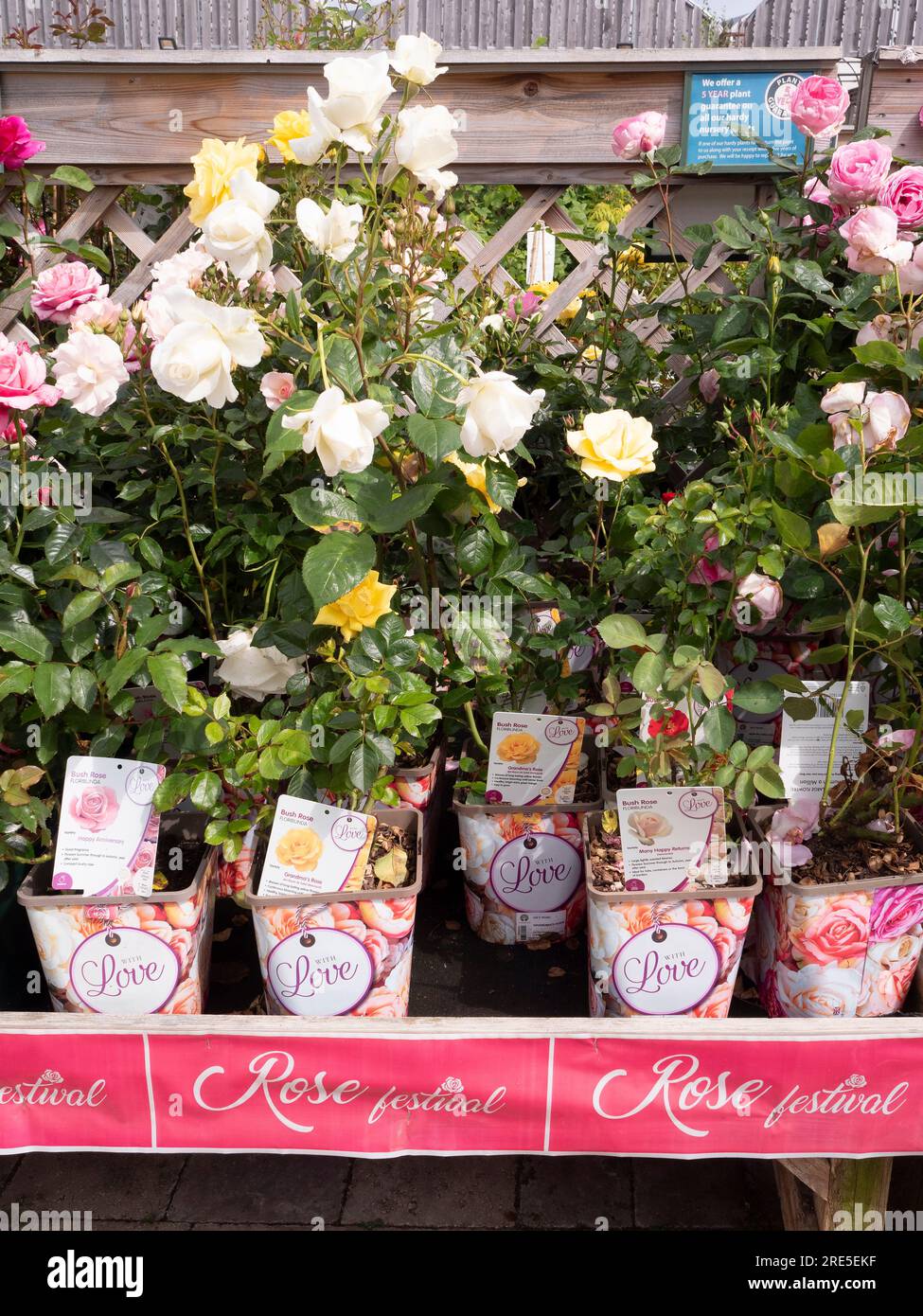 Bush rose Floribunda diverse specie e colori in vendita Un centro giardino dello Yorkshire Foto Stock