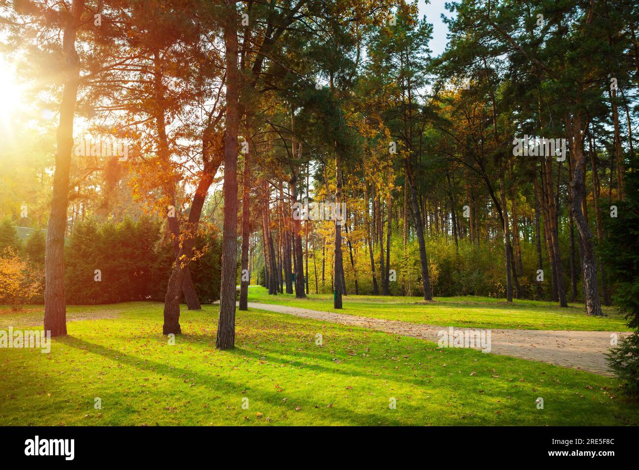 I raggi del sole brillano tra gli alberi su una strada vuota in una pineta. Foto Stock