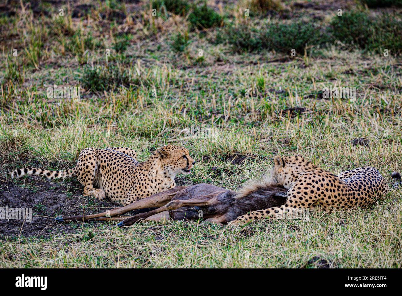 La riserva nazionale di Maasai Mara è un'area di savana preservata nel Kenya sudoccidentale, lungo il confine con la Tanzania. Tra i suoi animali vi sono i leoni, Foto Stock