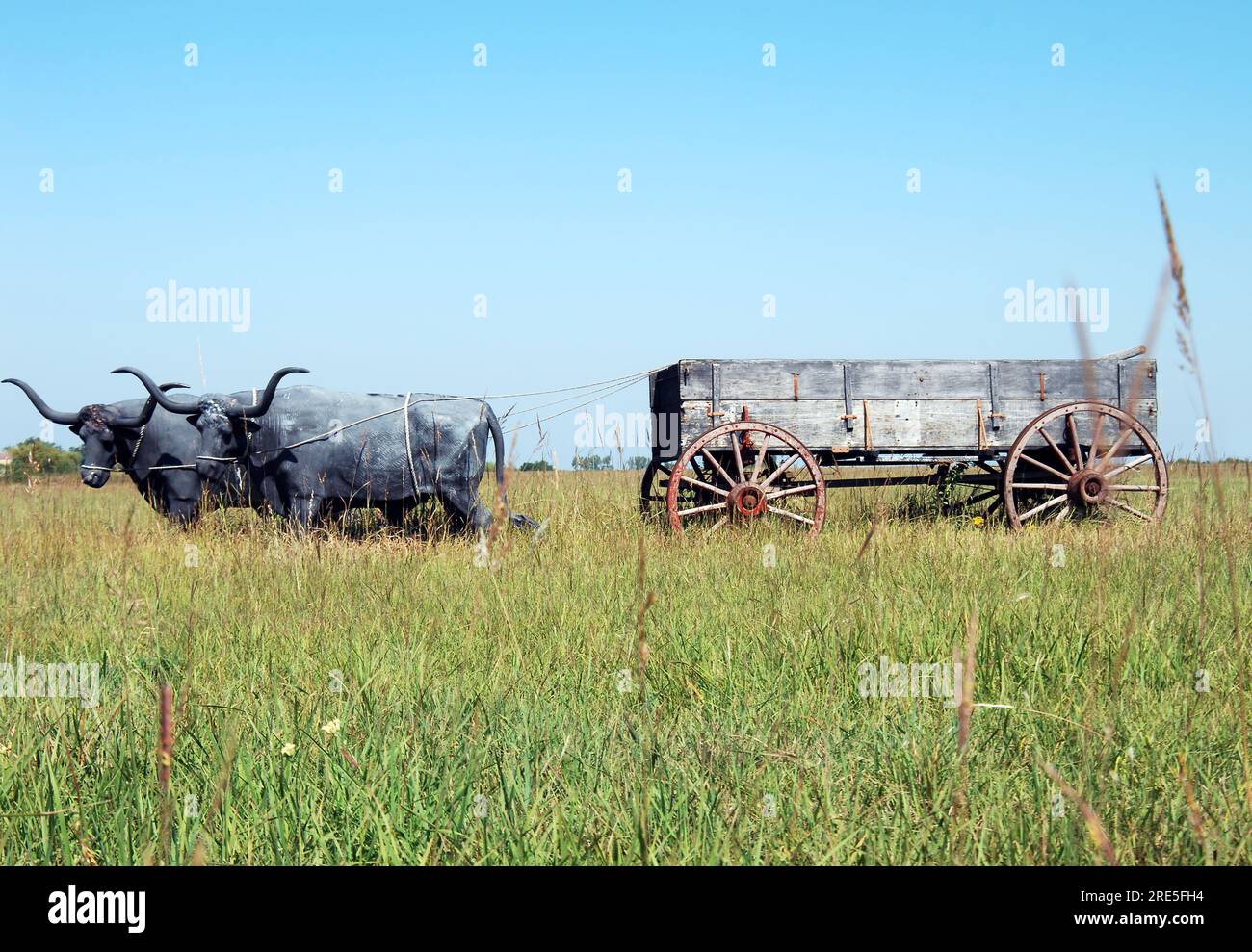 Le pianure del Kansas hanno un rustico carro di legno trainato da due lunghe corna. L'erba alta e il cielo blu devono essere stati lo scenario per i coloni mentre creavano la loro wa Foto Stock