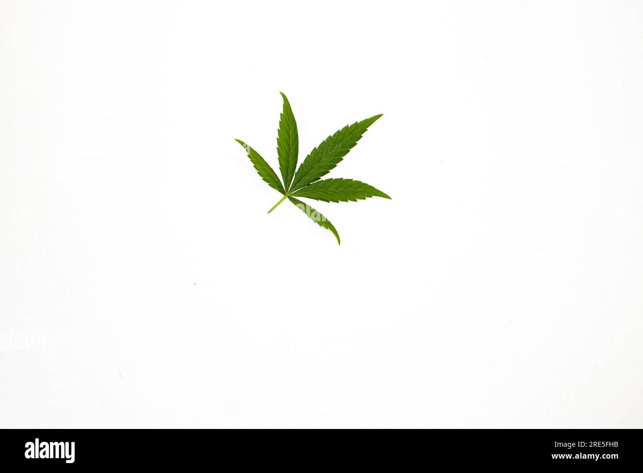 Foglia di Cannabis verde isolata su sfondo bianco. Foglia di canapa come simbolo per la cannabis medica. Erbacce in posizione piatta Foto Stock