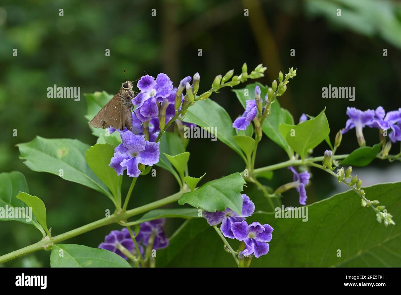 Vista ravvicinata di una piccola farfalla Swift (Pelopidas Mathias) seduto su un fiore di colore viola Foto Stock