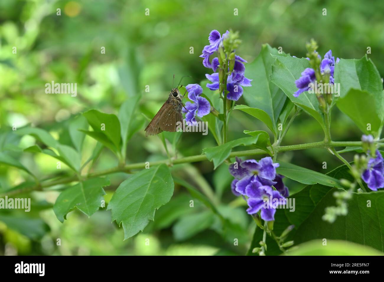 Vista ventrale di una piccola farfalla Swift (Pelopidas Mathias) arroccata sulla cima di un fiore viola nel giardino Foto Stock