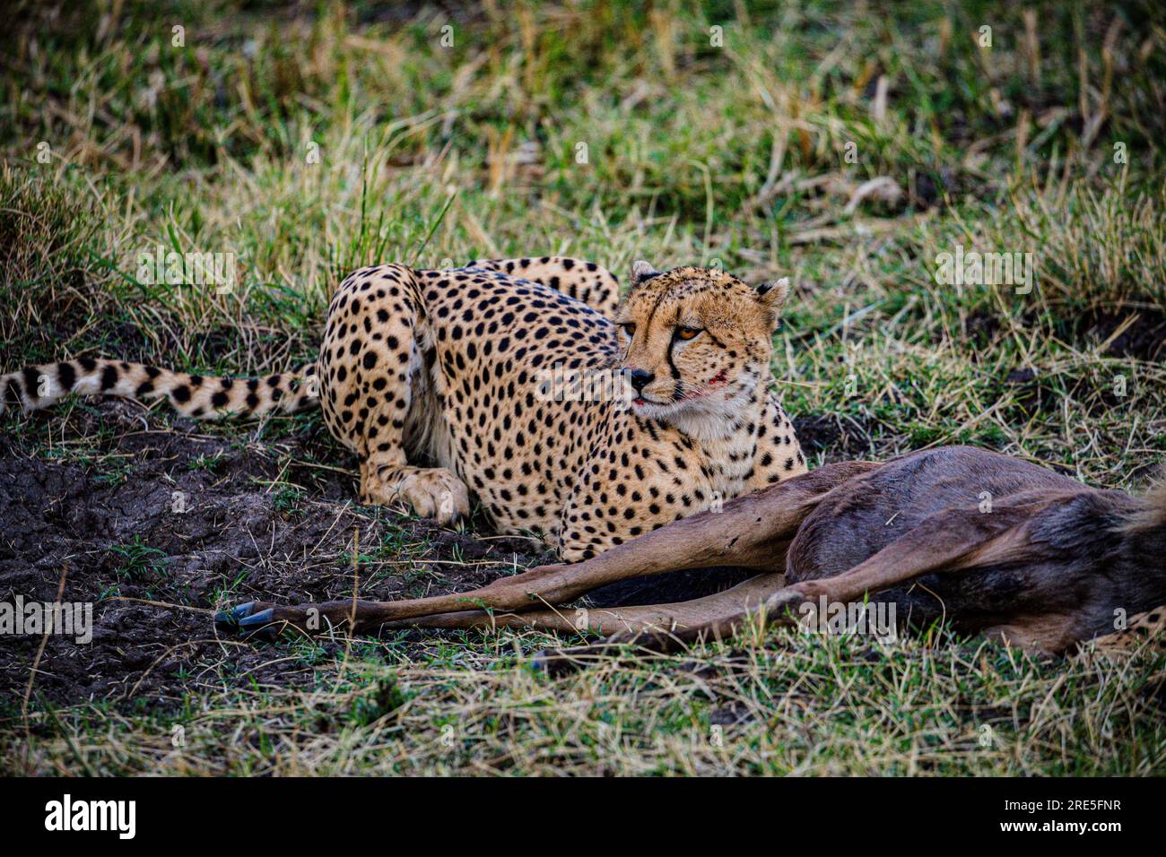 La riserva nazionale di Maasai Mara è un'area di savana preservata nel Kenya sudoccidentale, lungo il confine con la Tanzania. Tra i suoi animali vi sono i leoni, Foto Stock