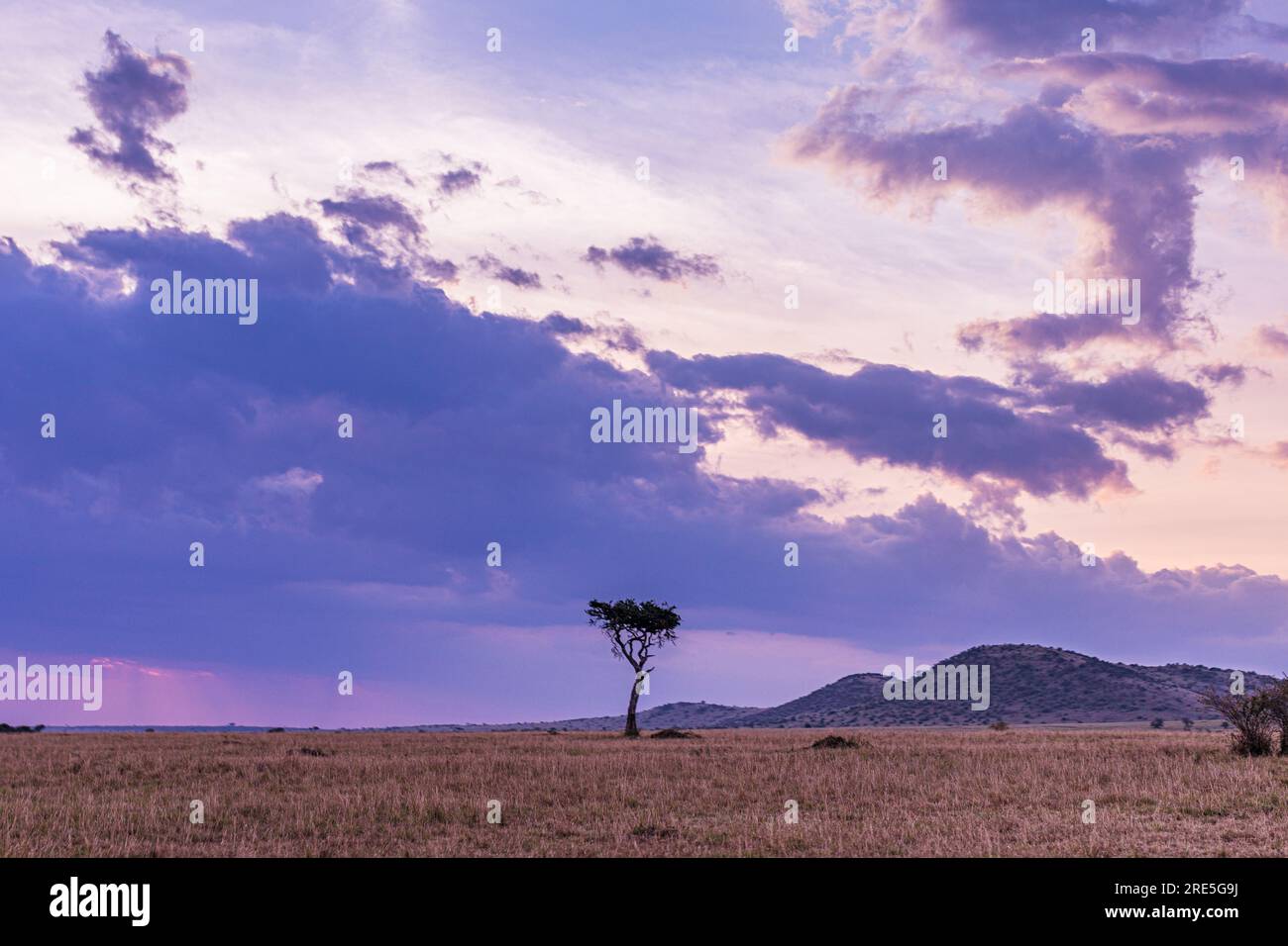 La riserva nazionale di Maasai Mara è un'area di savana preservata nel Kenya sudoccidentale, lungo il confine con la Tanzania. Tra i suoi animali vi sono i leoni, Foto Stock