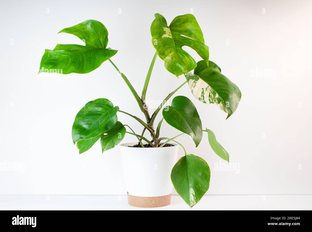 Foglie nuove su una pianta monstera senza buchi Foto stock - Alamy