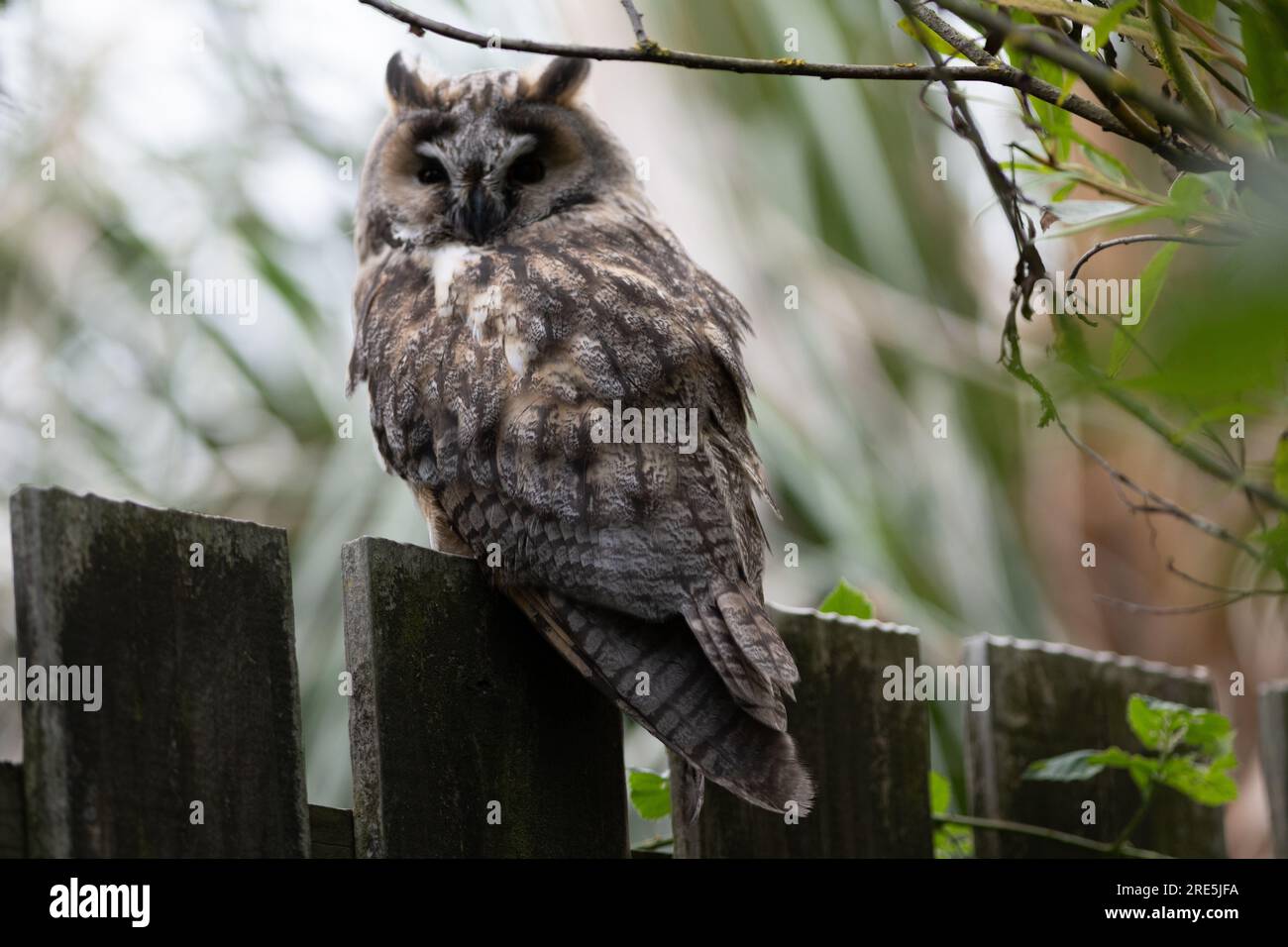 In appoggio lungo Eared Owl Foto Stock