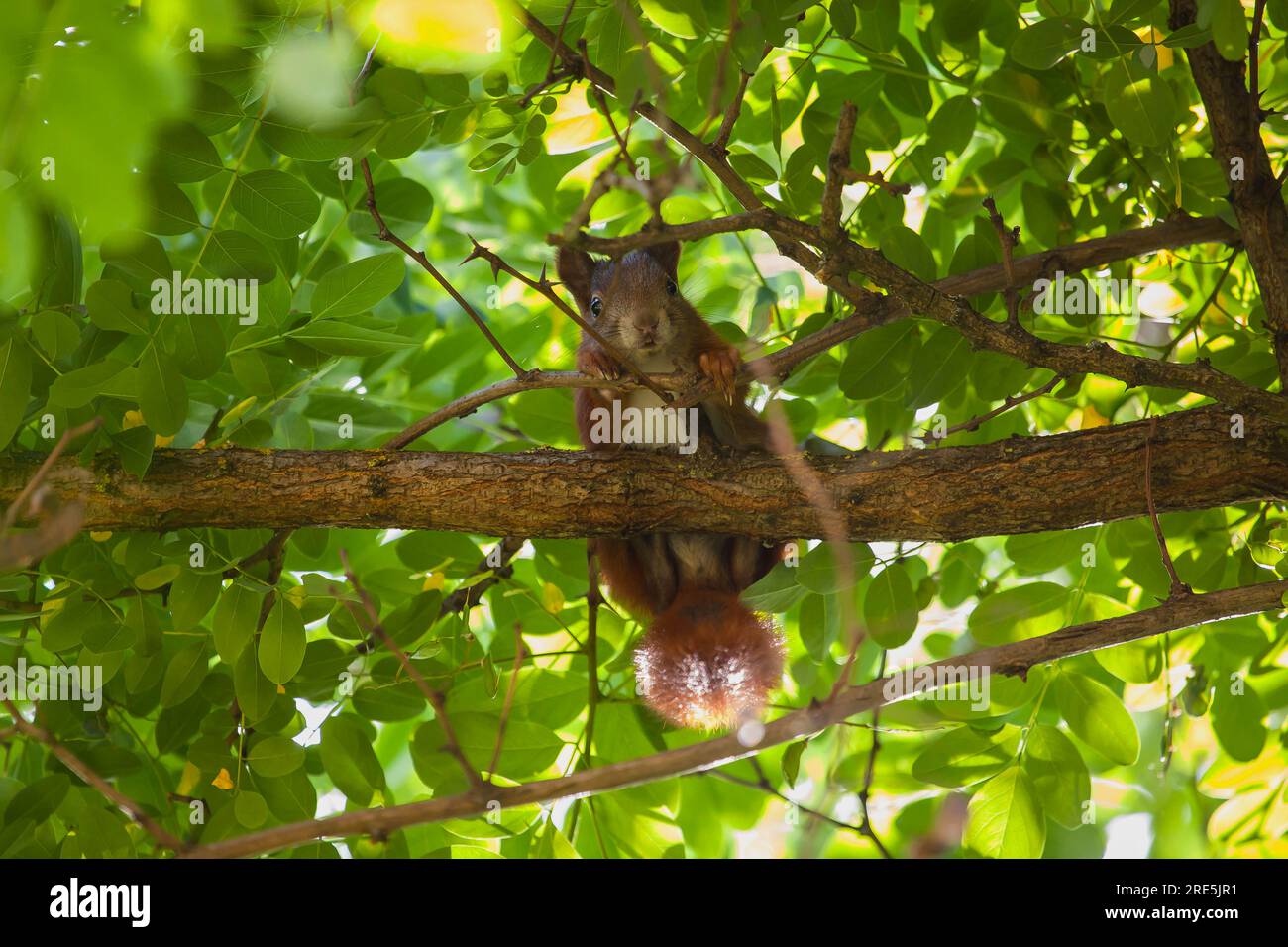 Eichhörnchen auf einem AST sitzend Foto Stock