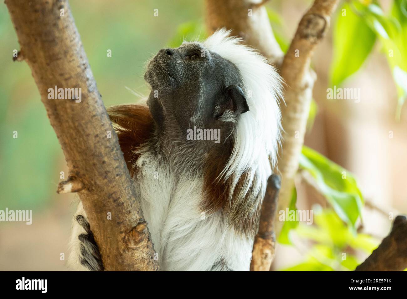tamarin con top in cotone che guarda in alto Foto Stock
