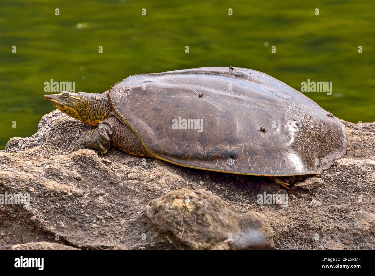 Turtle. Tartaruga Softshell (Apalone spinifera) prendere il sole su una roccia. Foto Stock