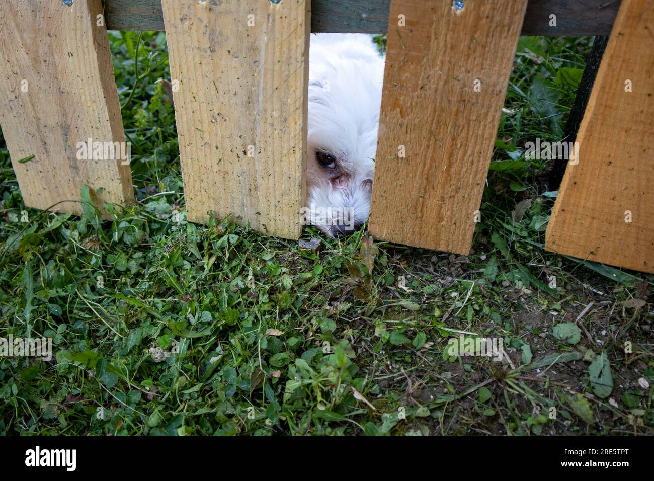 Un triste cane bianco dietro una recinzione di legno Foto Stock