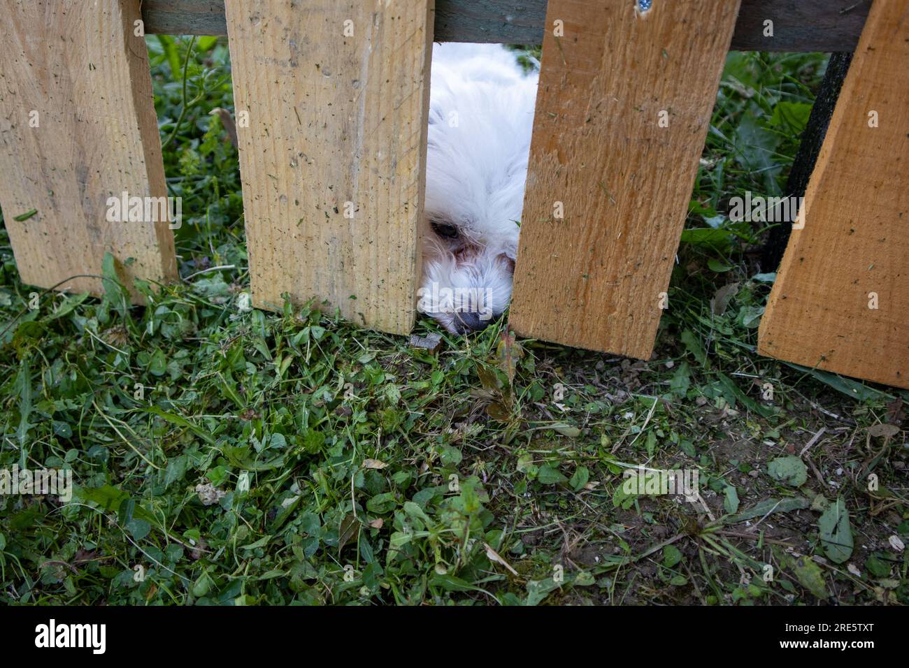 Un triste cane bianco dietro una recinzione di legno Foto Stock