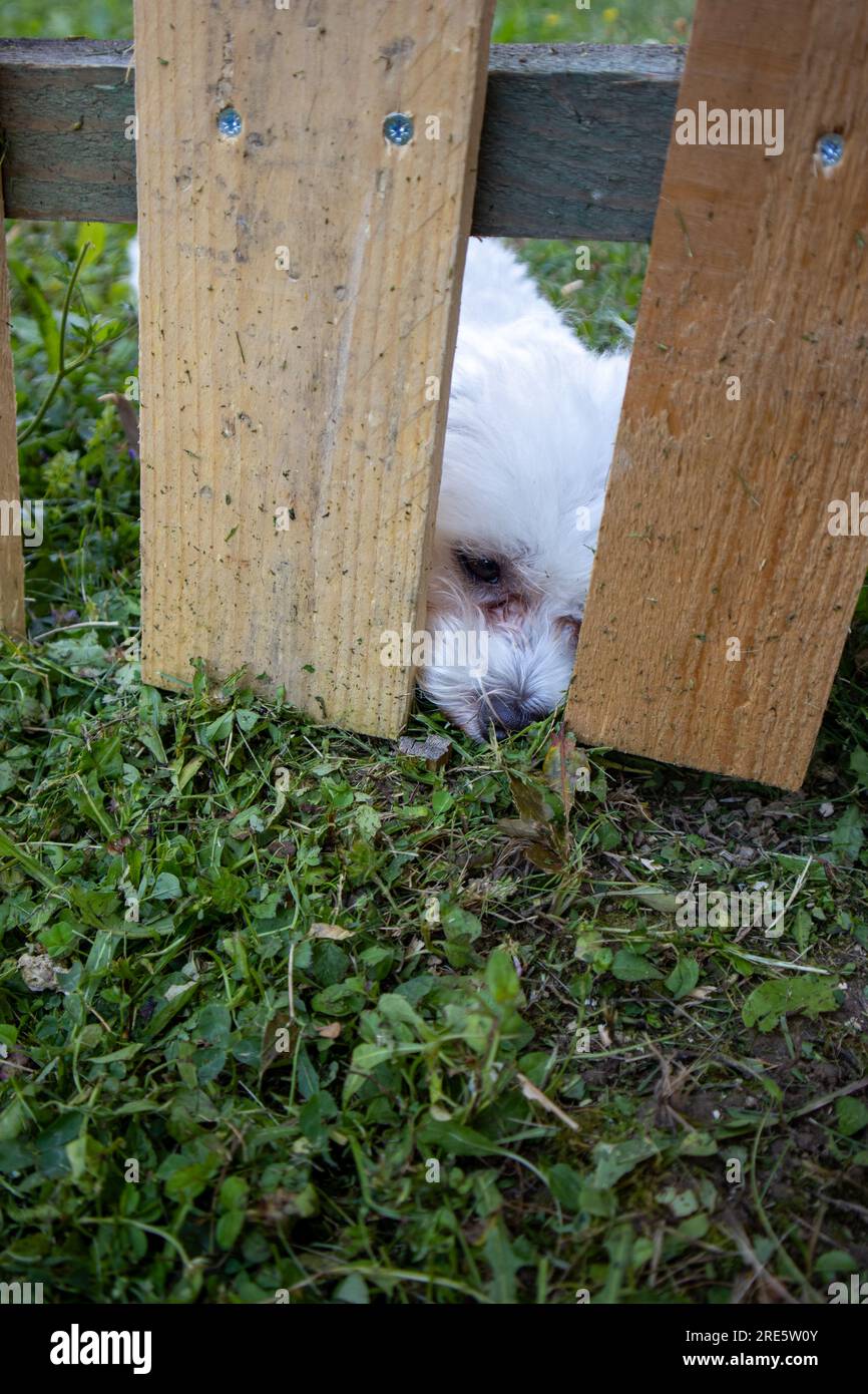 Un triste cane bianco dietro una recinzione di legno Foto Stock