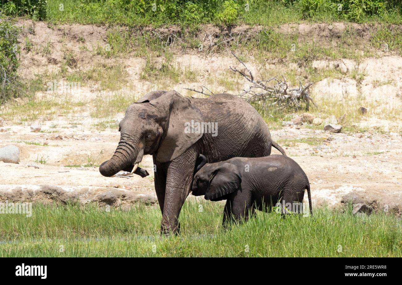 Un elefante mucca si ferma e si rilassa nido sul fiume e ha un desolamento fango. Il suo vitello si avvale del periodo di riposo e succhia dalle tettarelle. Foto Stock