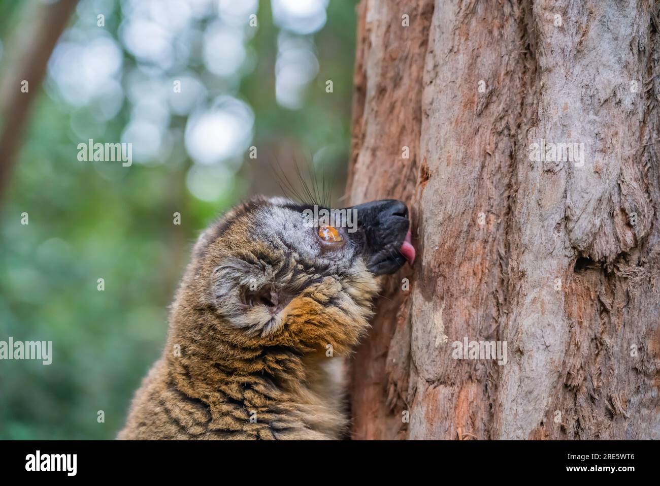 Ritratto di un maki Lemur marrone un primo piano dal lemure che piace un albero nel forrest del Madagascar Foto Stock