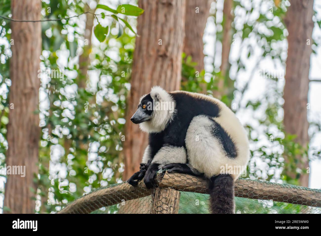 Lemuro, lemure ruffato bianco e nero tra alberi e natura. Parco nazionale di Andasibe, Madagascar Foto Stock