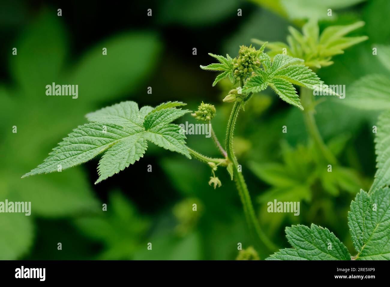 Il luppolo giapponese (Humulus japonicus) noto anche come luppolo selvatico o luppolo giapponese è una pianta ornimentale invasiva della famiglia delle Cannabaceae. Foto Stock