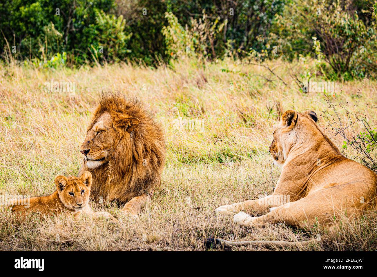 La riserva nazionale di Maasai Mara è un'area di savana preservata nel Kenya sudoccidentale, lungo il confine con la Tanzania. Tra i suoi animali vi sono i leoni, Foto Stock