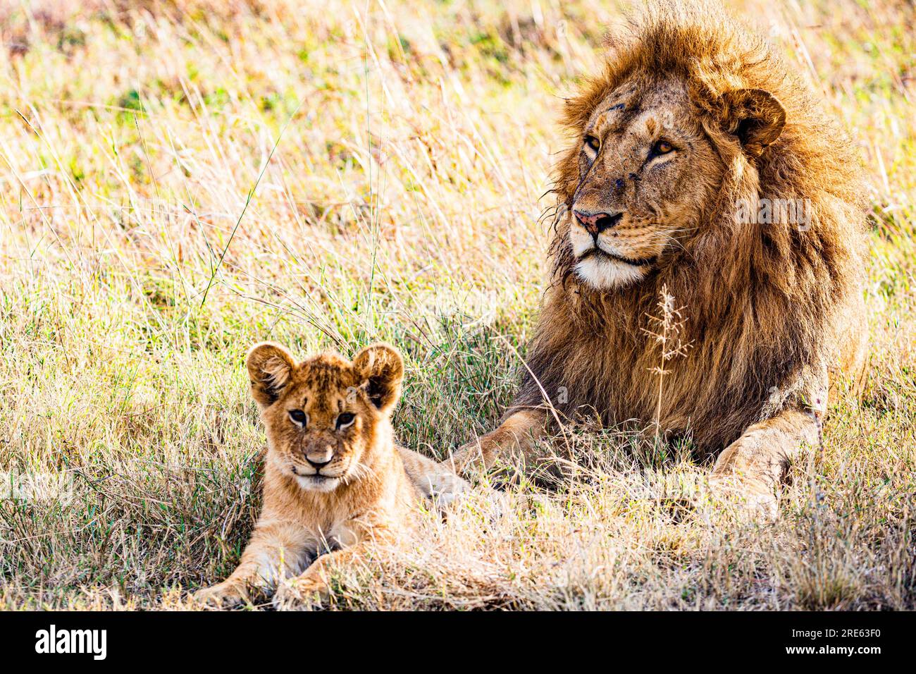 La riserva nazionale di Maasai Mara è un'area di savana preservata nel Kenya sudoccidentale, lungo il confine con la Tanzania. Tra i suoi animali vi sono i leoni, Foto Stock