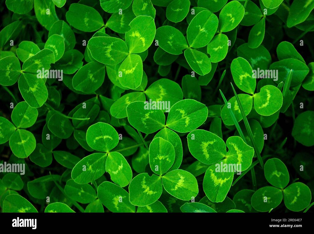 Primo piano di un vero trifoglio di foglie su sfondo verde del campo di shamrock. Clovers erba texture. Foglie naturali astratte nella foresta con spazio copia, vie top Foto Stock