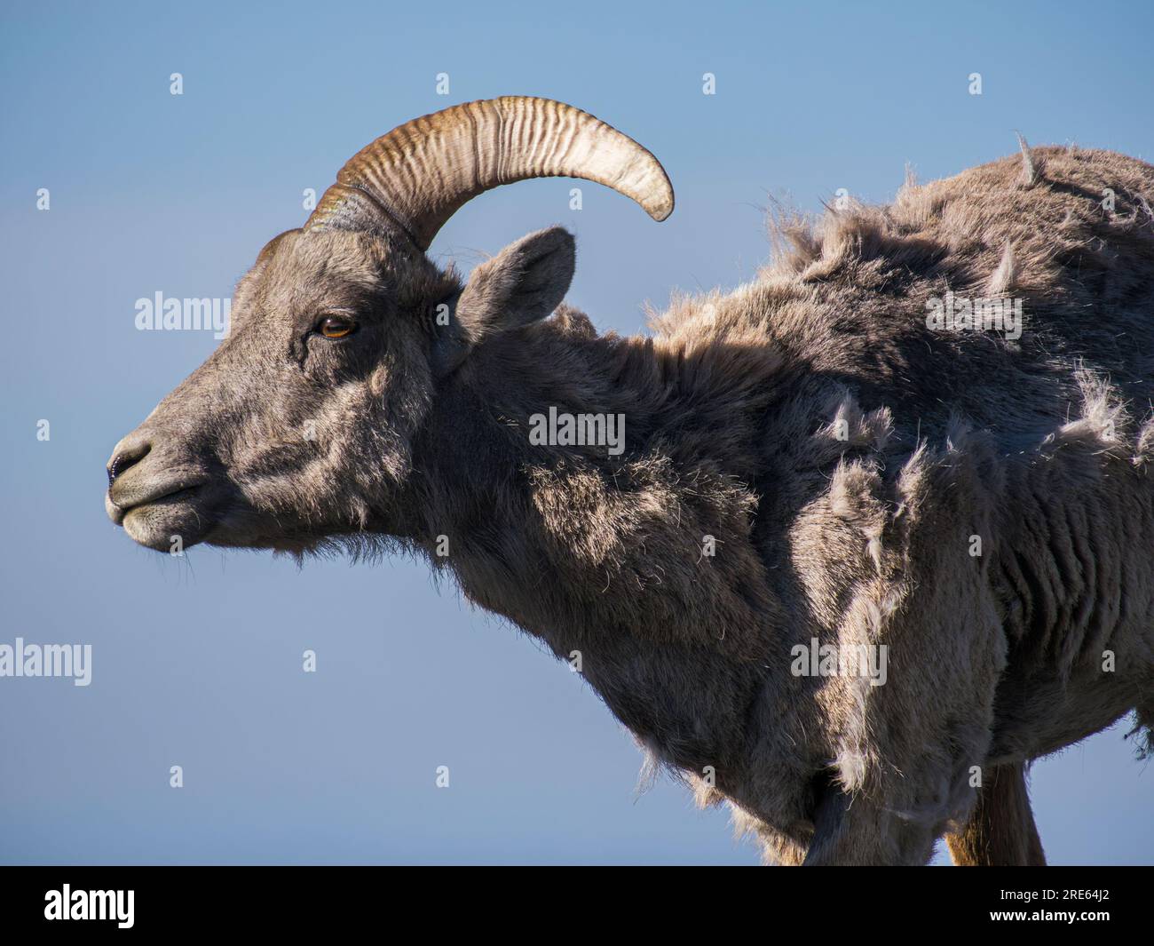 Una pecora bighorn (Ovis canadensis) vicino alla cima del Monte Evans in Colorado. Foto Stock