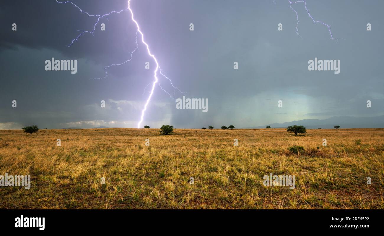 Il fulmine di una tempesta monsonica fa nascere alberi di mesquite maturi sulle praterie della Las Cienegas National Conservation area, Sonoita, Arizona, USA Foto Stock