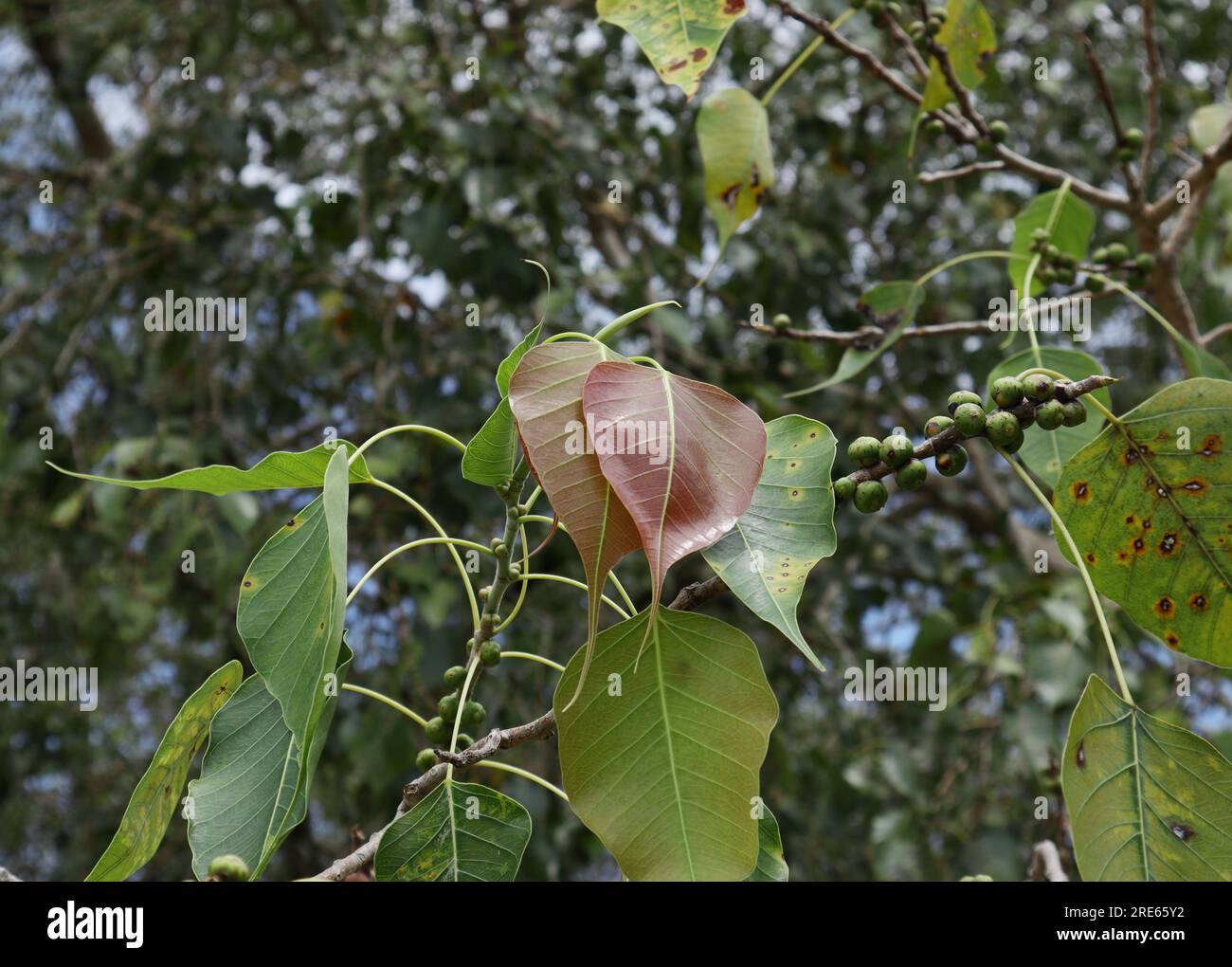 Primo piano di un ramoscello di fichi sacro (Ficus Religiosa), il ramoscello che porta le foglie fresche e la frutta che cresce sui fusti Foto Stock