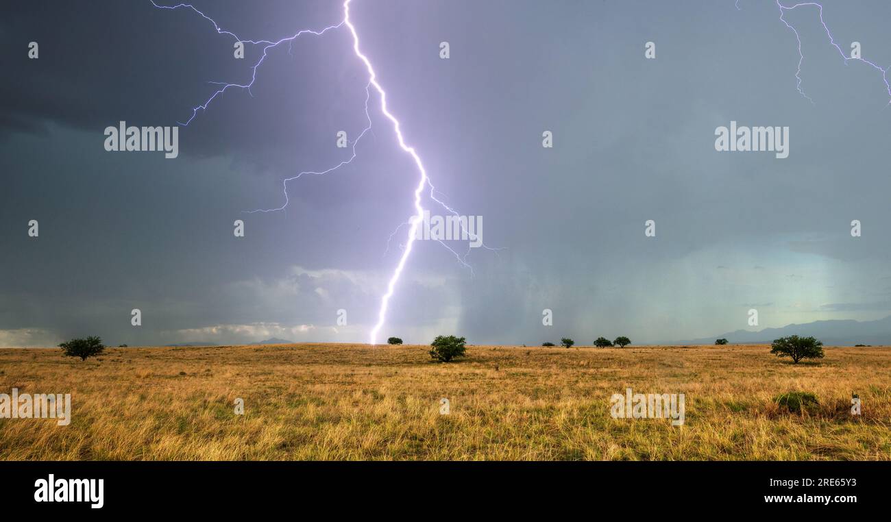 Il fulmine di una tempesta monsonica fa nascere alberi di mesquite maturi sulle praterie della Las Cienegas National Conservation area, Sonoita, Arizona, USA Foto Stock