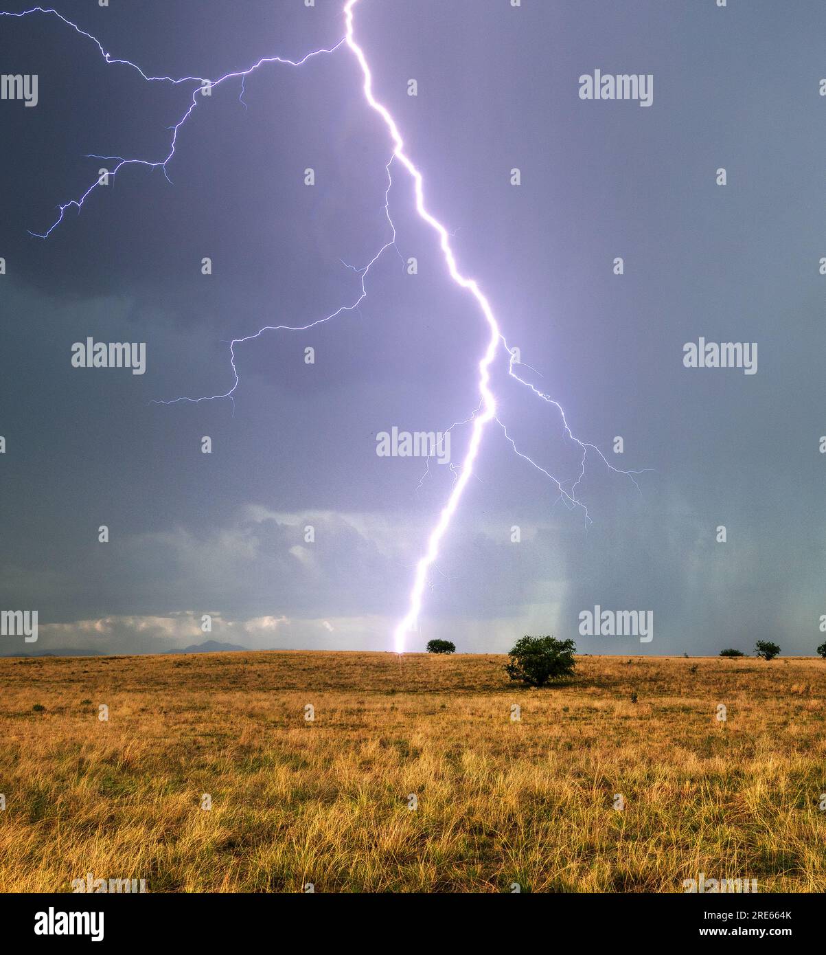 Il fulmine di una tempesta monsonica fa nascere alberi di mesquite maturi sulle praterie della Las Cienegas National Conservation area, Sonoita, Arizona, USA Foto Stock