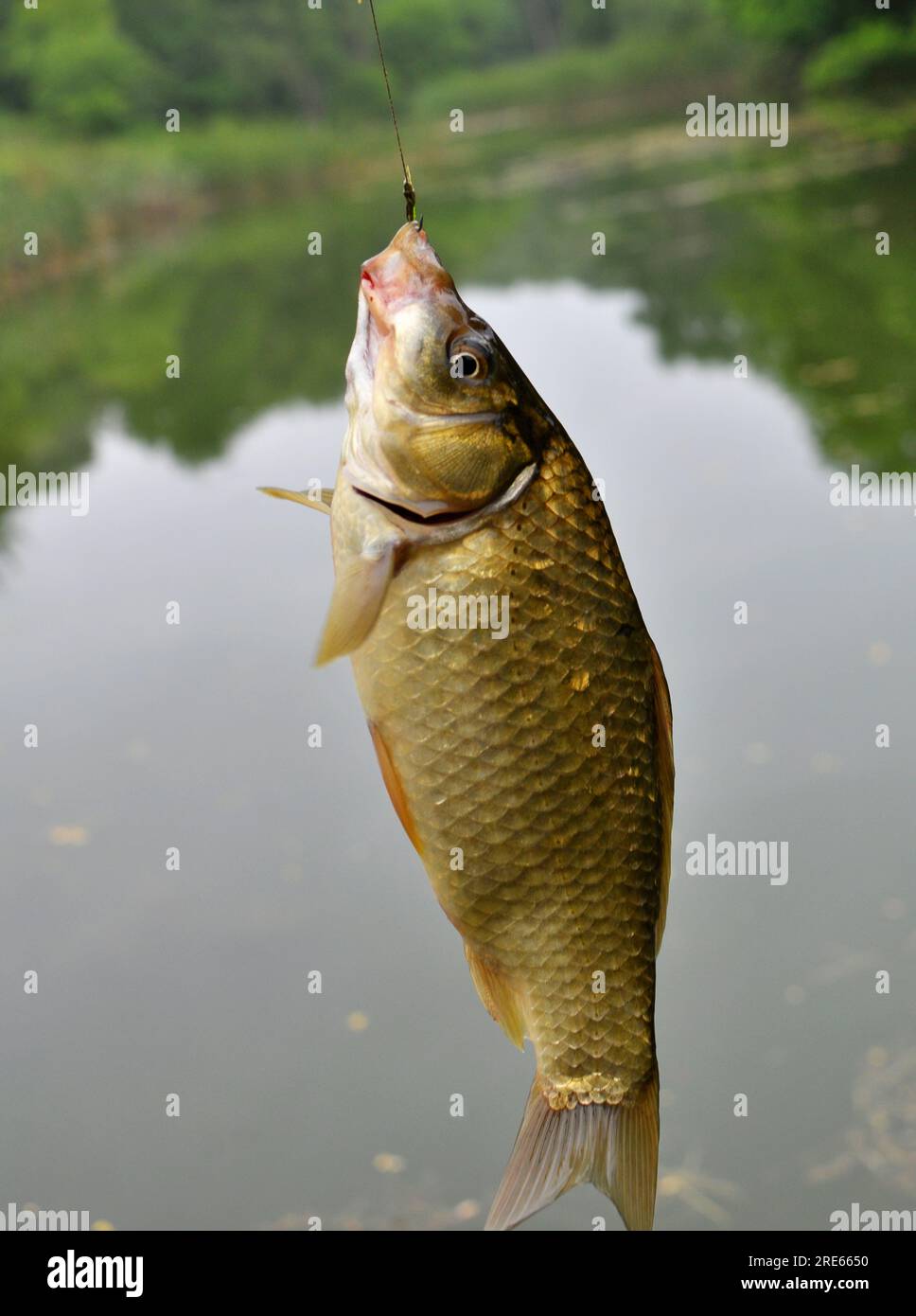 Il crociano e' stato catturato su un amo da pesca Foto Stock