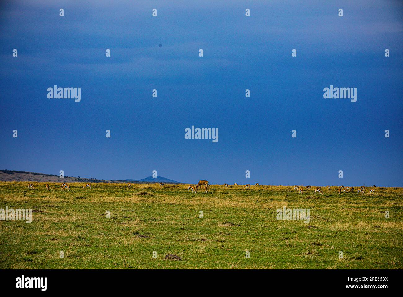 La riserva nazionale di Maasai Mara è un'area di savana preservata nel Kenya sudoccidentale, lungo il confine con la Tanzania. Tra i suoi animali vi sono i leoni, Foto Stock