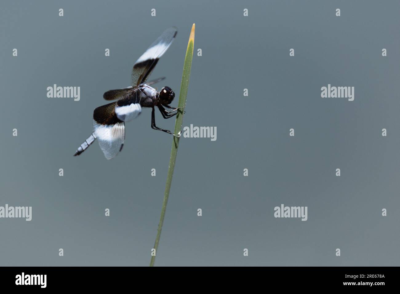 Vedova Skimmer Dragonfly su Blade of Grass Closeup Foto Stock