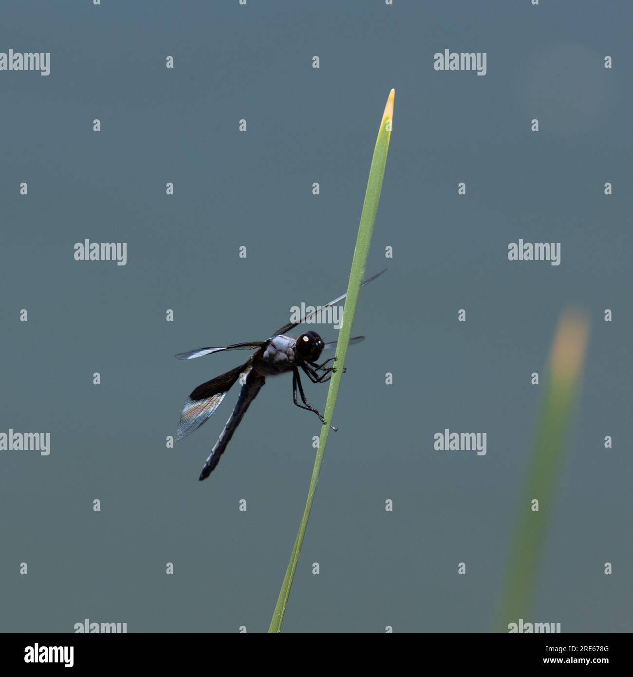 Vedova Skimmer Dragonfly su Blade of Grass Closeup Foto Stock