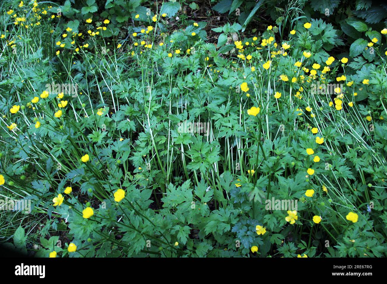 La farfalla strisciante (Ranunculus repens) cresce tra le erbe selvatiche Foto Stock