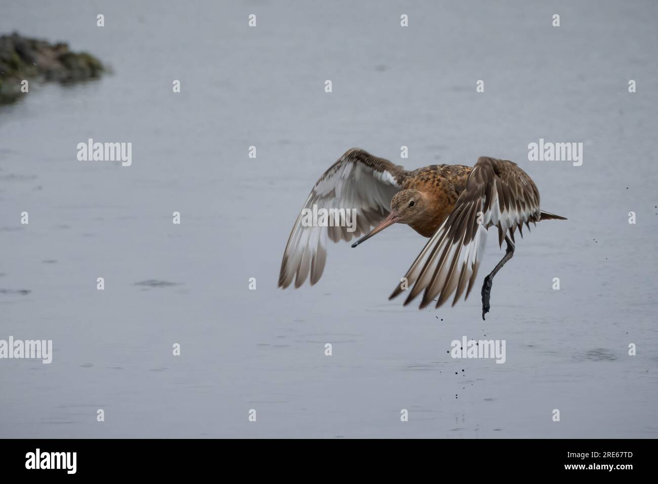 Dea dalla coda nera (Limosa limosa) presso la riserva naturale di Two Tree Island, Leigh-on-Sea, Essex, Regno Unito. Foto Stock