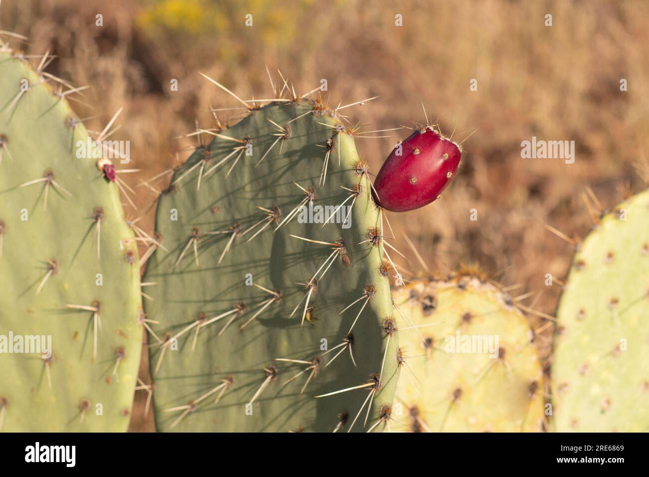 Ficodindia frutto di Cactus Foto Stock