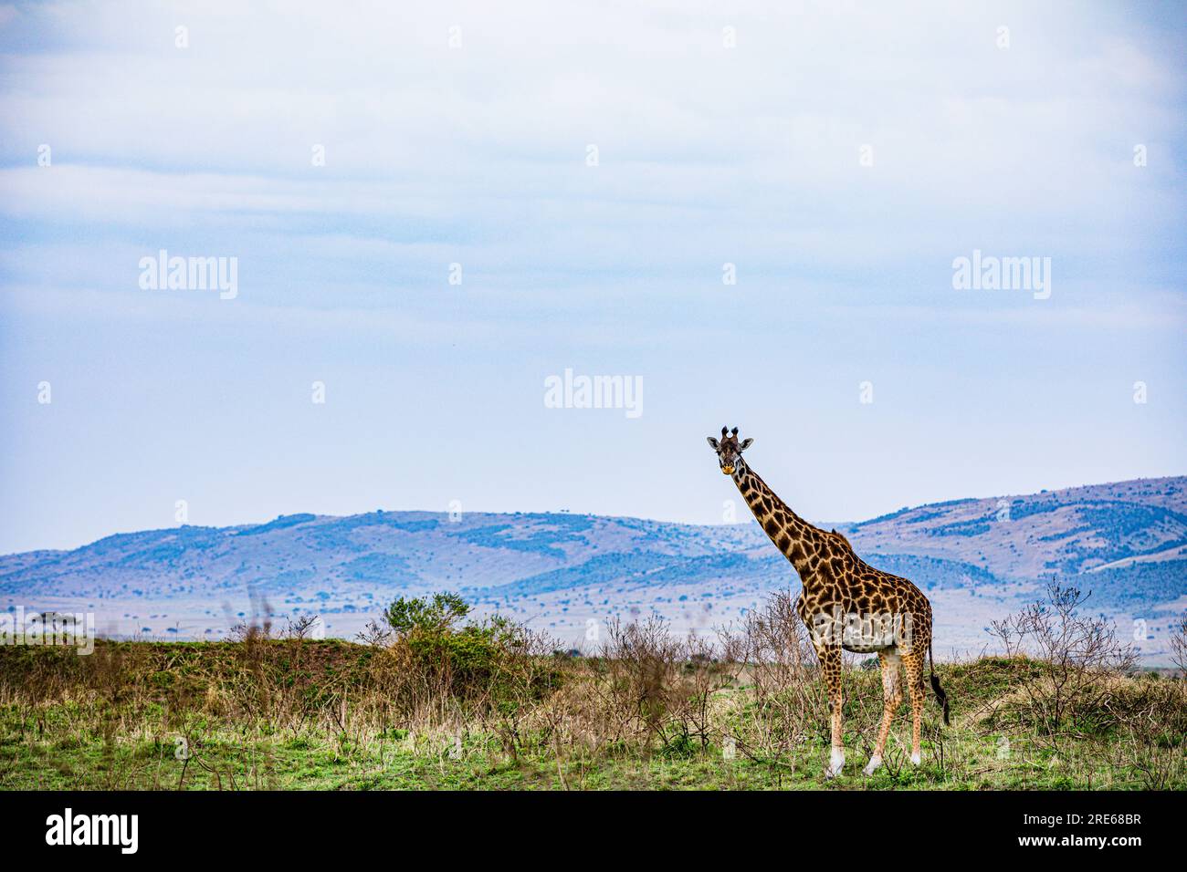 La riserva nazionale di Maasai Mara è un'area di savana preservata nel Kenya sudoccidentale, lungo il confine con la Tanzania. Tra i suoi animali vi sono i leoni, Foto Stock